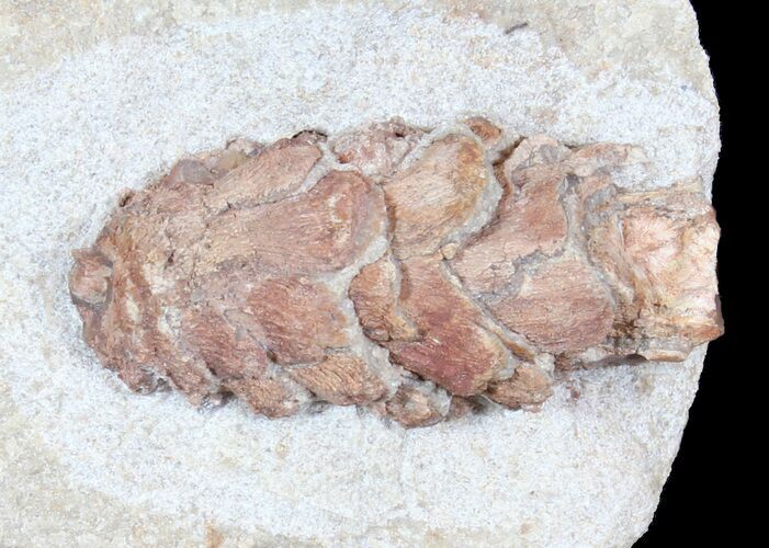 D, Oligocene Aged Fossil Pine Cone - Germany #39156